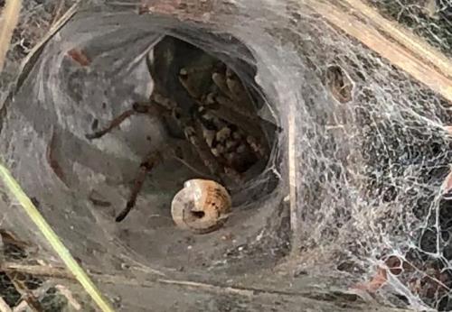 Agelena labyrinthica